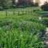 Spring 2023 Photo Contest 25 Irises 2023