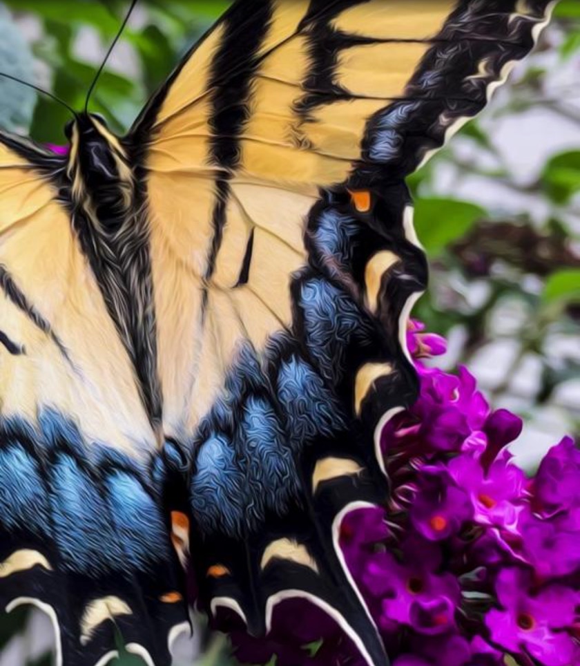 swallowtail
