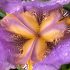 Spring 2023 Photo Contest 7 Close up Bloom