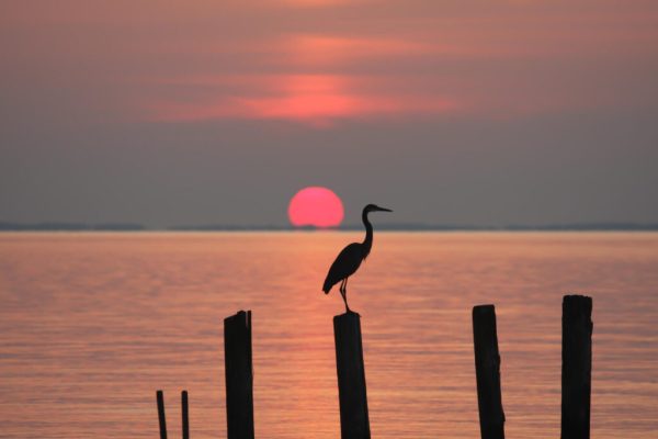 Feds, states reach settlement in lawsuit over Chesapeake Bay pollution from Pa. 2 CHESAPEAKE BAY ART ADOBE