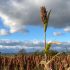 Winter 2024 Photo Contest 7 Sorghum and Sky