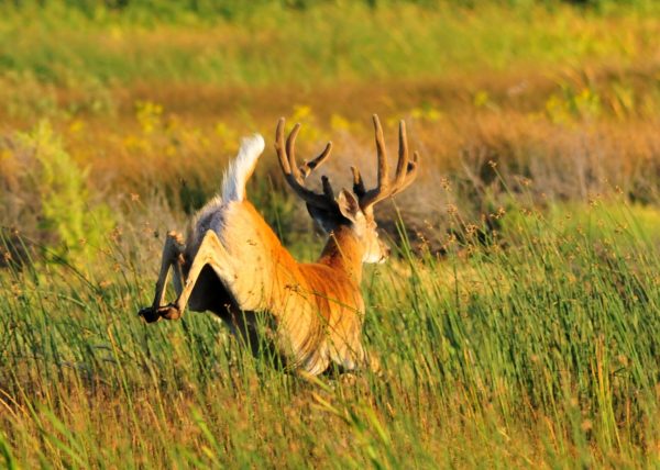 Park Deer Management Program Will Run September 2025 Through March 2026 1 white tailed deer 1536x1096 1
