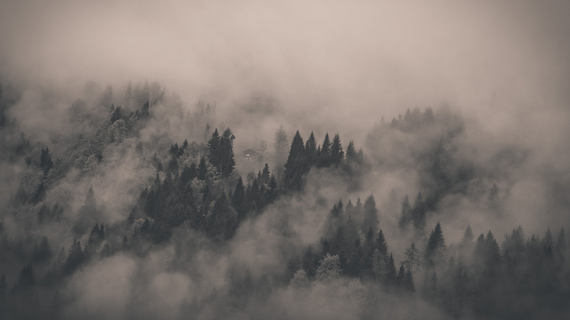 foggy forest wallpaper (74+ images) on aesthetic foggy forest wallpapers