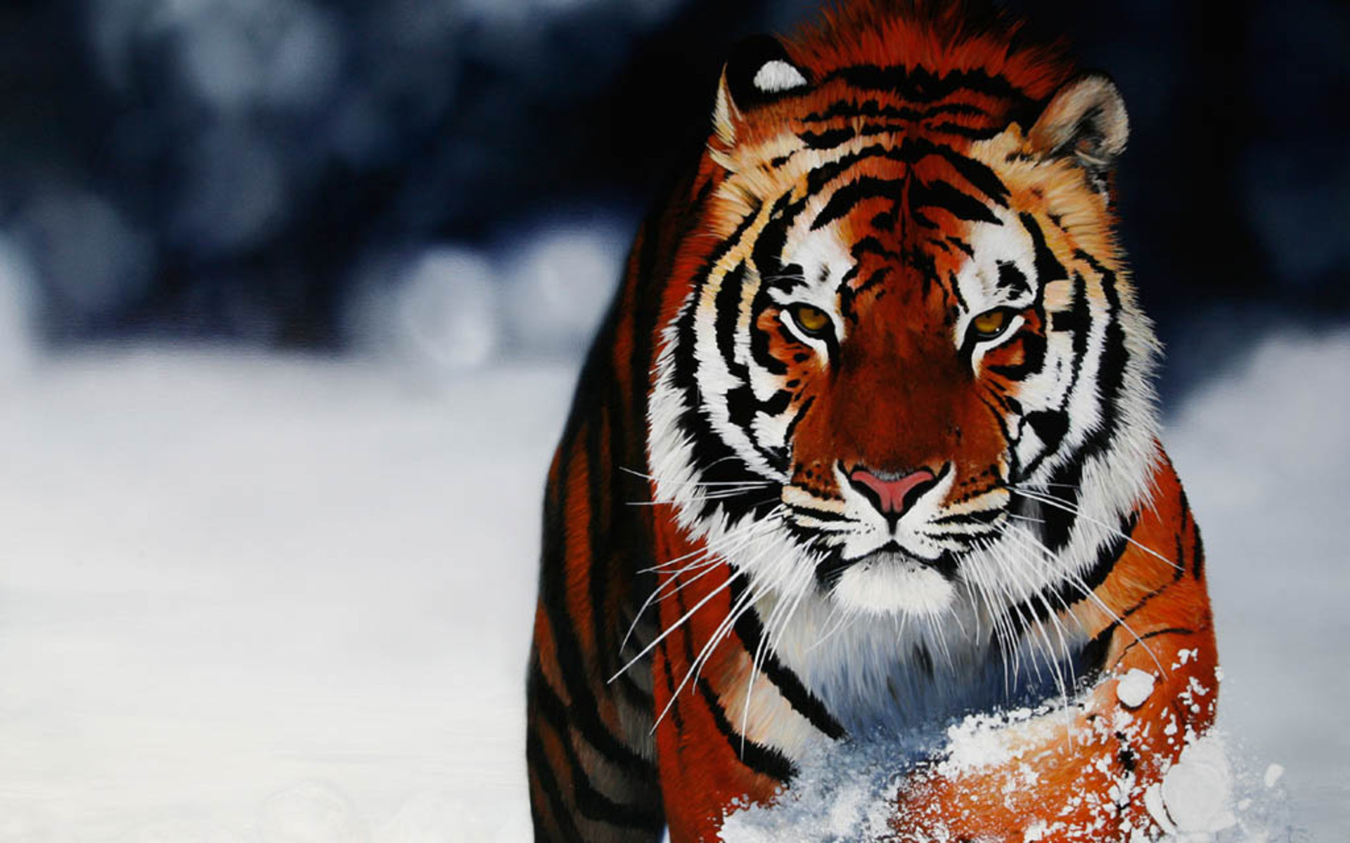 Gratuito immagini Tiger Pics Wallpaper 62 Images aggiornato da parte di
