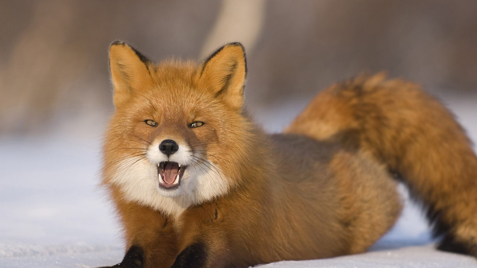 Fox furry wallpaper (72+ images)