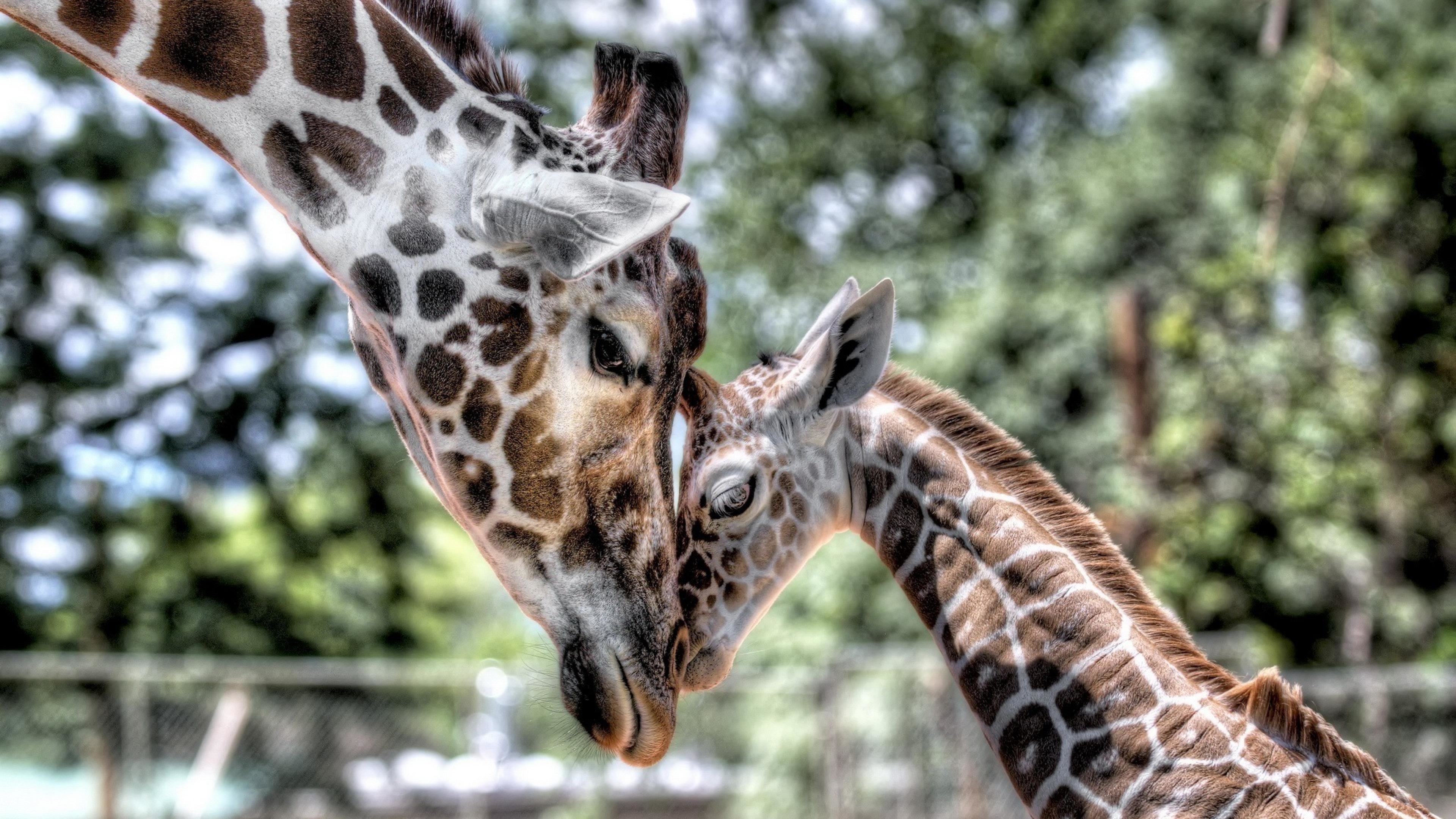 cute giraffe wallpaper (62+ images) on cute giraffe wallpapers