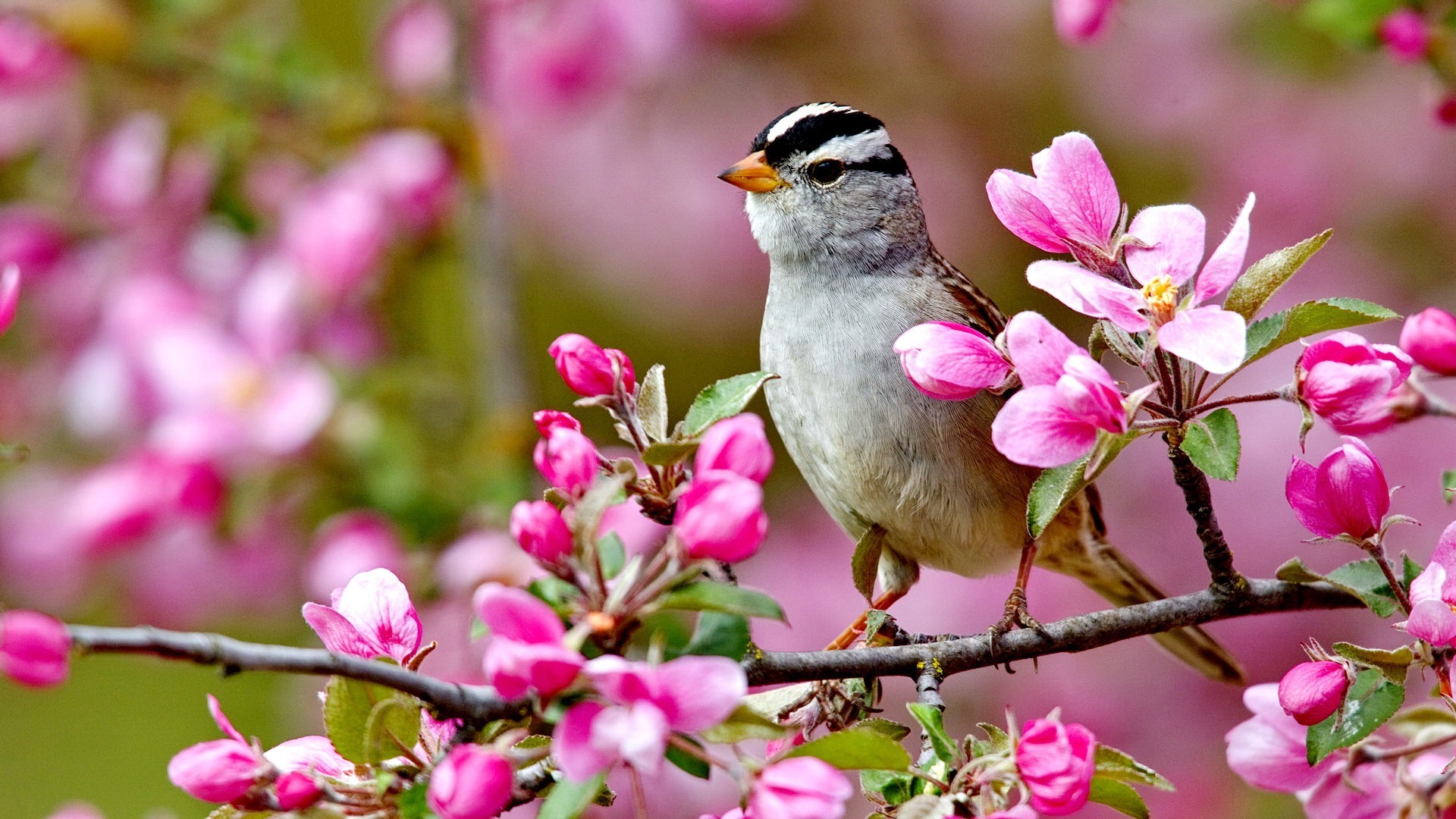 These 14 varieties include strong performers for the spring, summer, and fall. Wallpaper Birds and Flowers (61+ images)