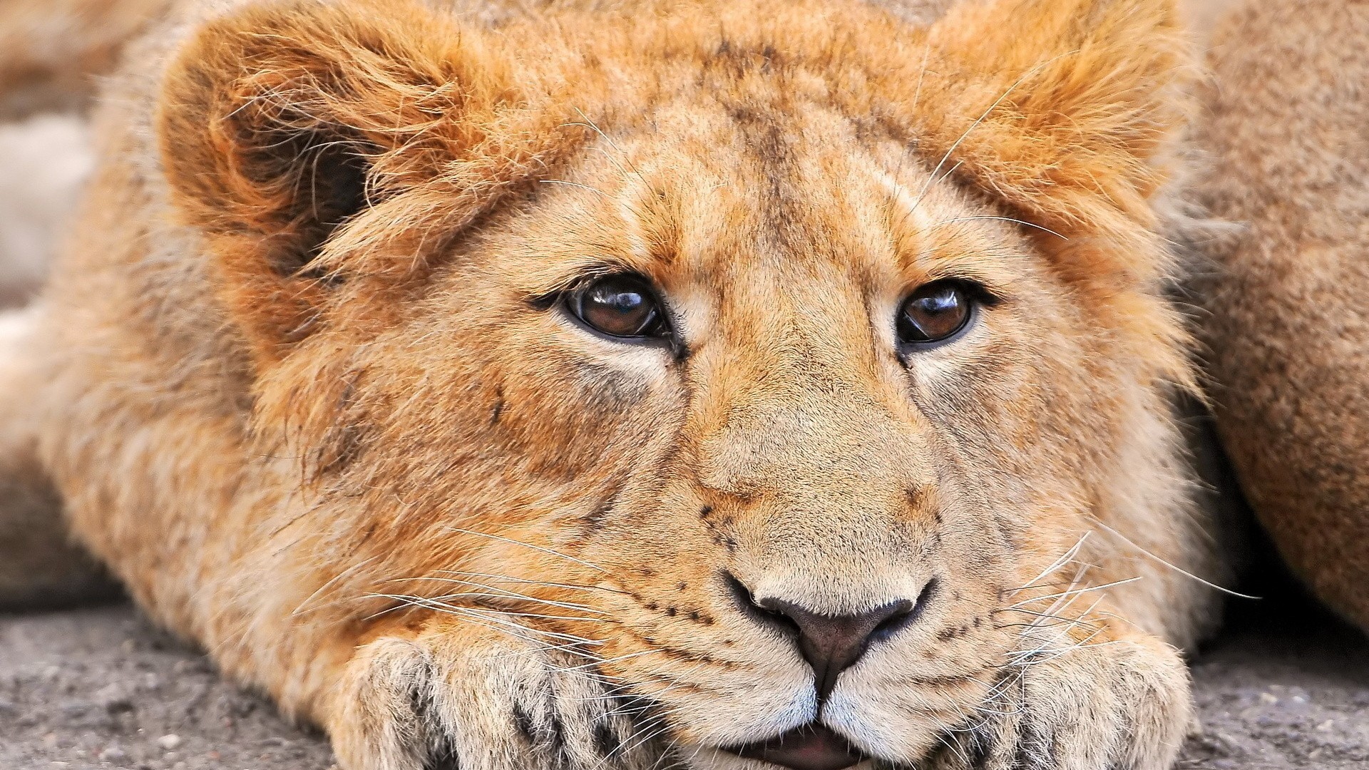 Lion face wallpaper (68+ images)