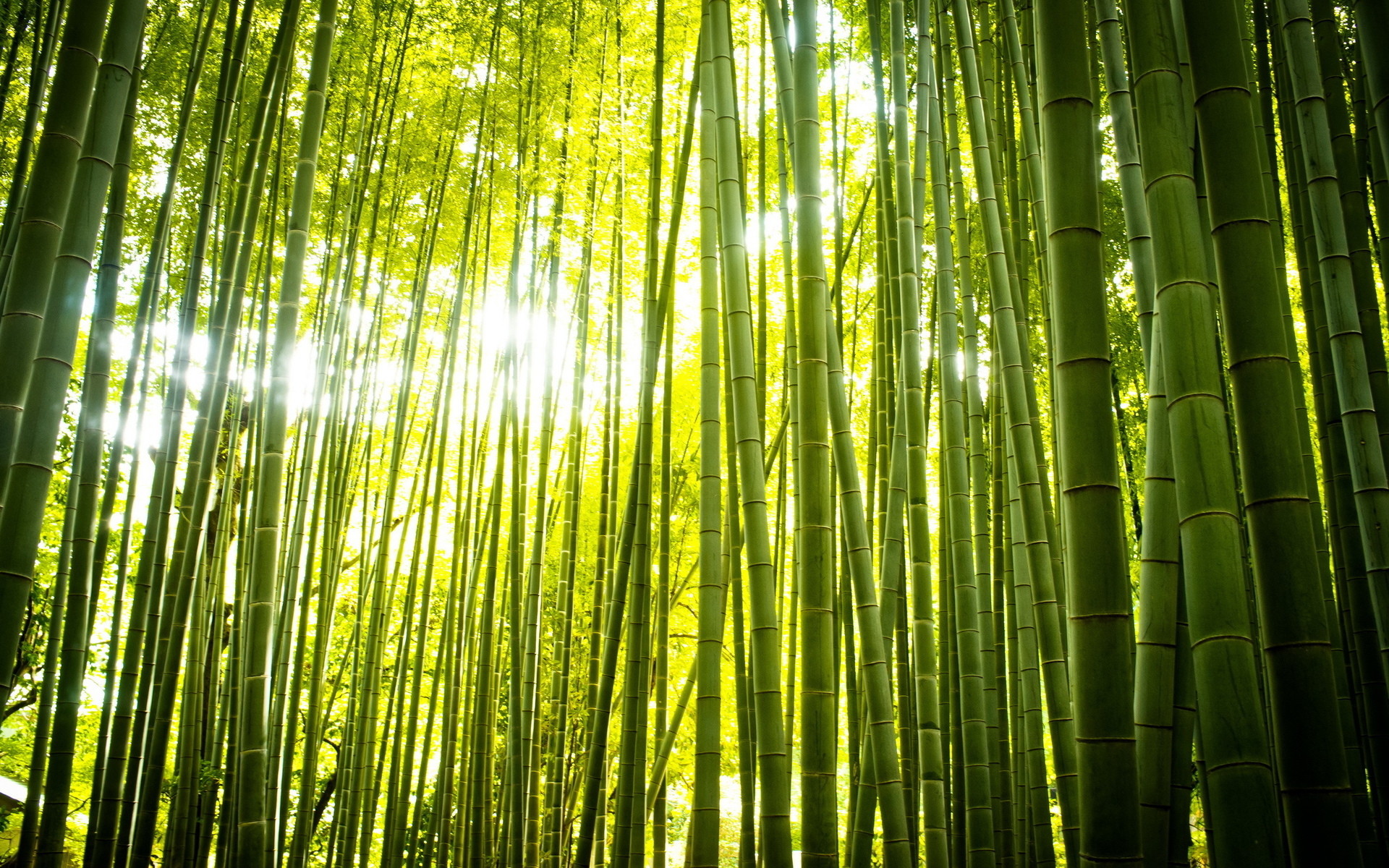 bamboo forest japan computer wallpaper (51+ images) on green bamboo forest wallpapers