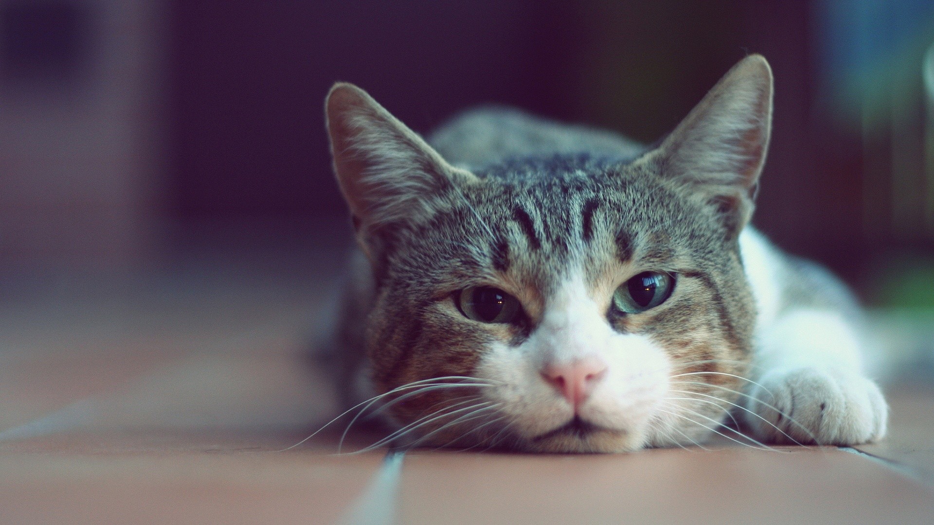 1920x1080 cat wallpaper (79+ images)