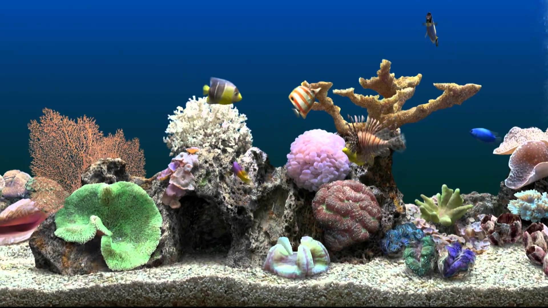 Animated wallpaper is a cross between a screensaver and desktop wallpaper. Moving Aquarium Wallpaper (49+ images)