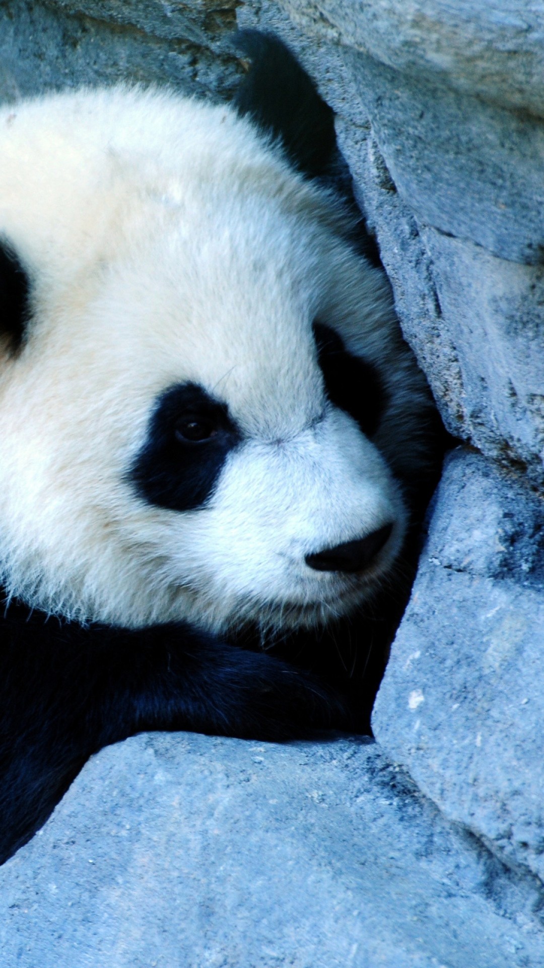 Download panda wallpapers for free at unsplash. Baby Panda Bear Wallpaper (57+ images)