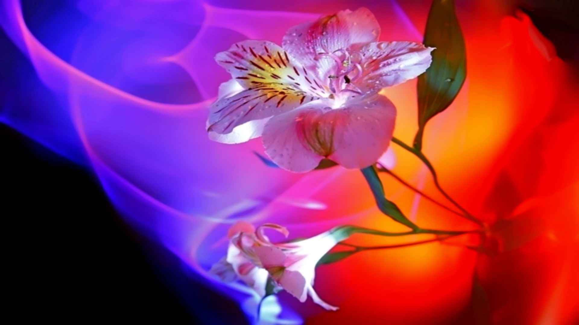 Free Gambar Love Couple Animated HD Gratis Gratis Pictures Saf Wallpapers Terkeren oleh Lampunghits.com