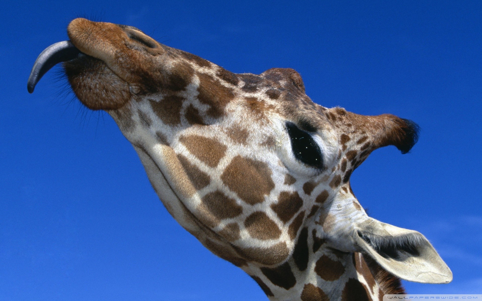cute giraffe wallpaper (62+ images) on cute giraffe wallpapers