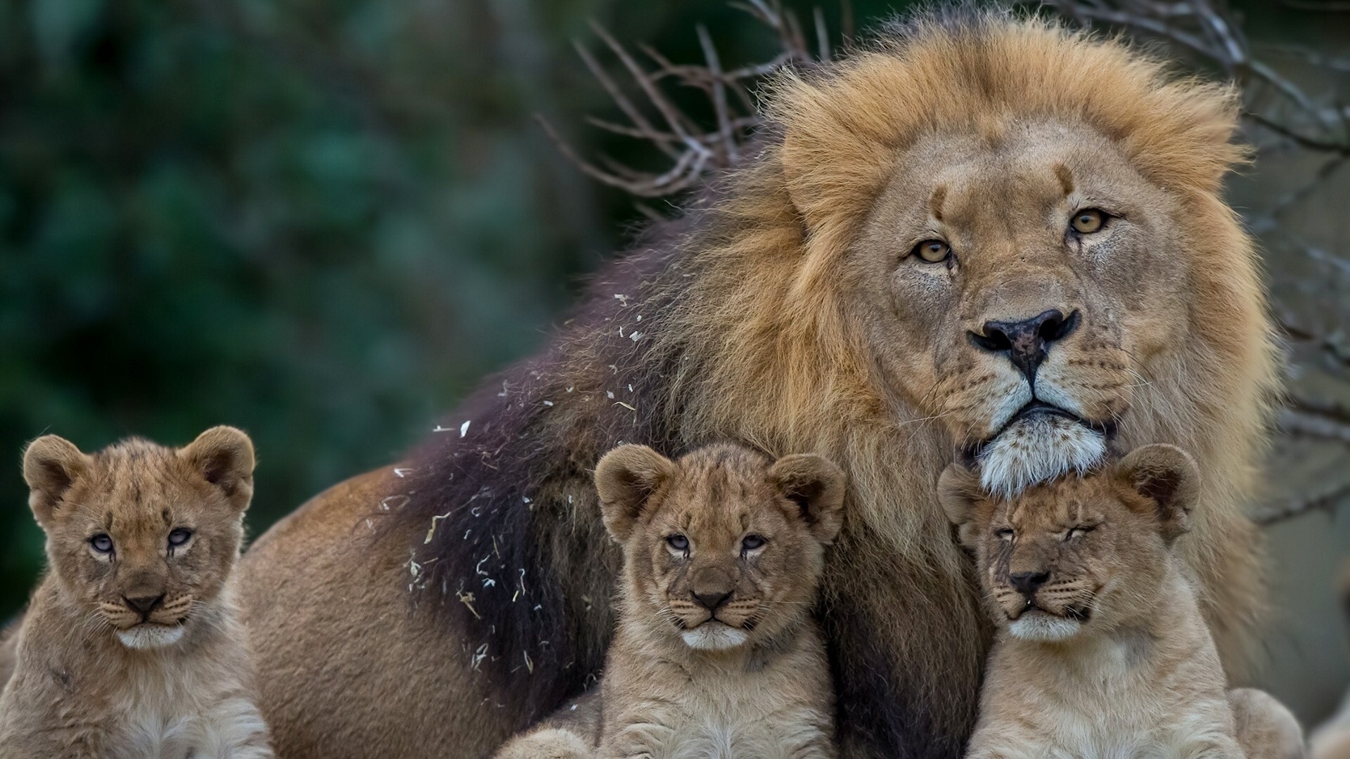 Roaring lion wallpaper (67+ images)