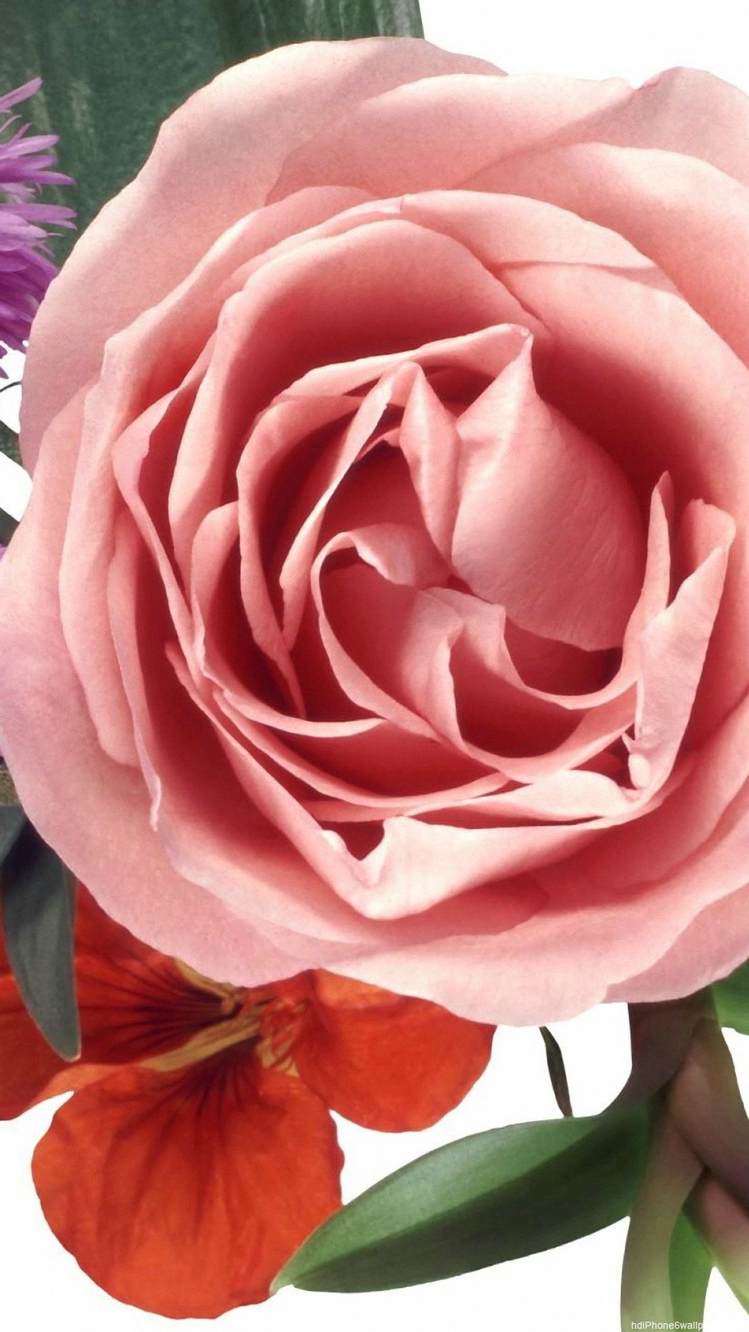 Scarica Gratis immagini Rose Gold Wallpaper 52 Images ultima da parte di