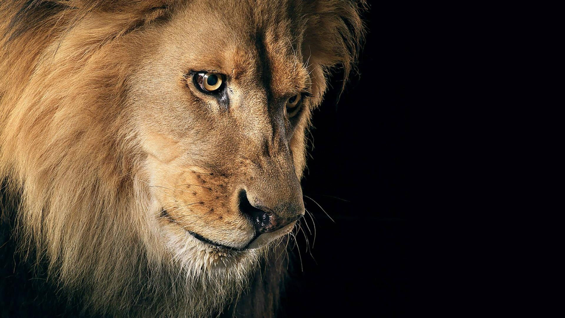 Lion face wallpaper (68+ images)