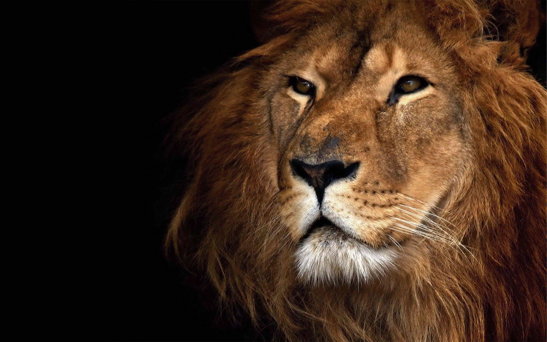 Lion face wallpaper (68+ images)