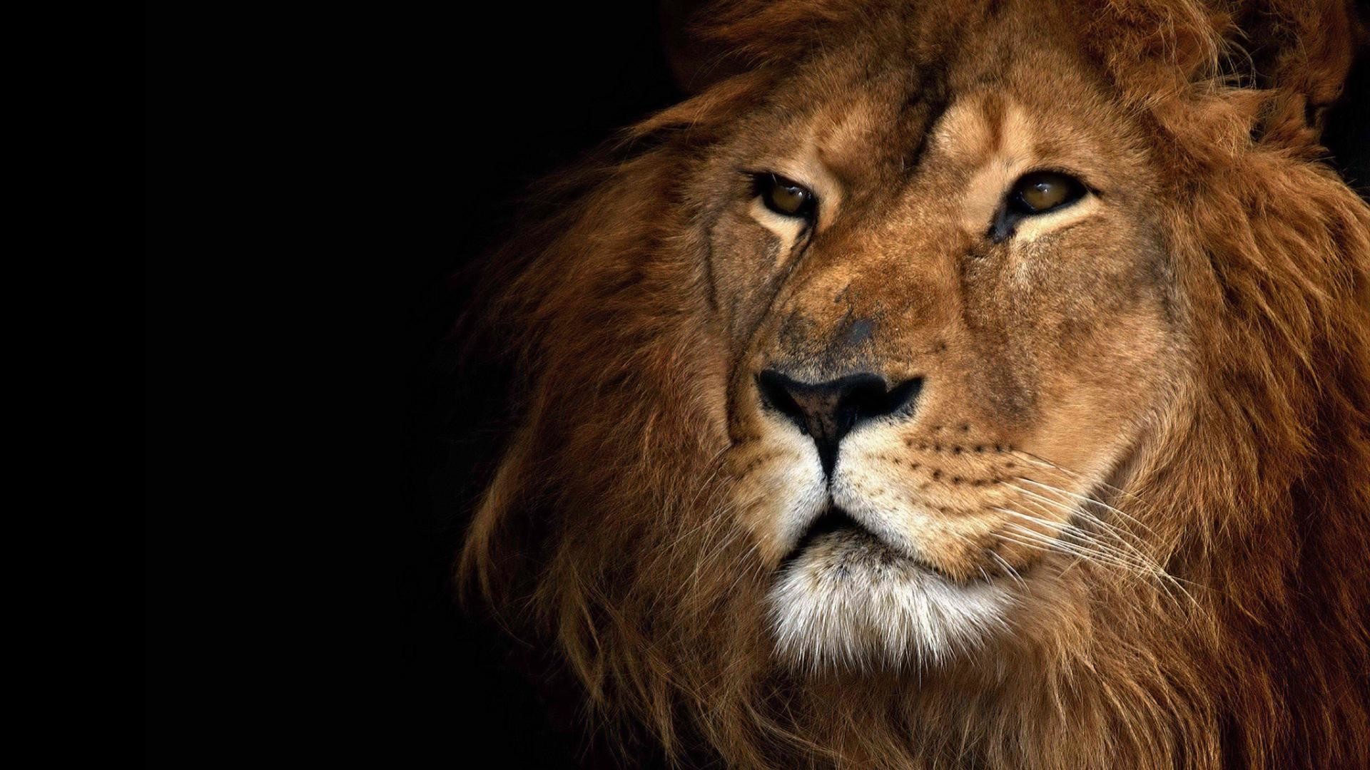 Roaring lion wallpaper (67+ images)