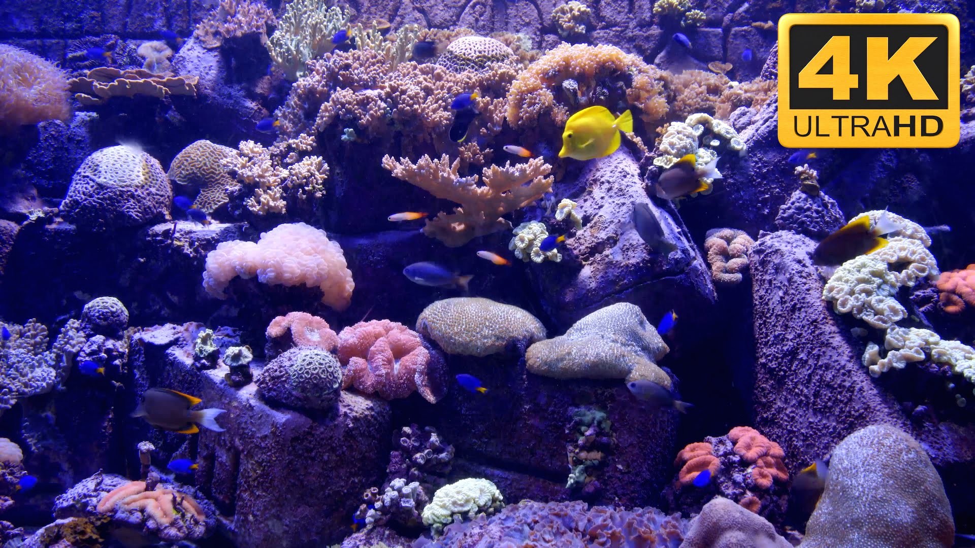 512x512 koi live wallpaper · 1280x800 top 20 android live wallpapers for tablets droid lessons · 1024x768 browse koi fish live wallpaper download hd photo . Aquarium Live Wallpaper Windows 10 (55+ images)
