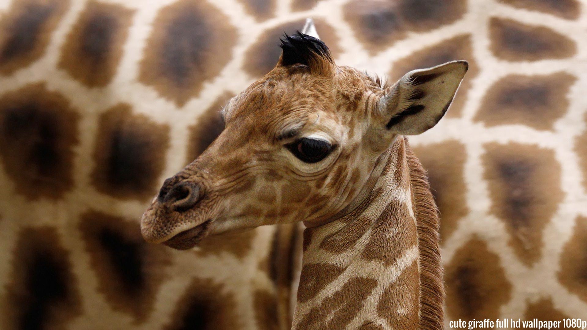 cute giraffe wallpaper (62+ images) on cute giraffe wallpapers