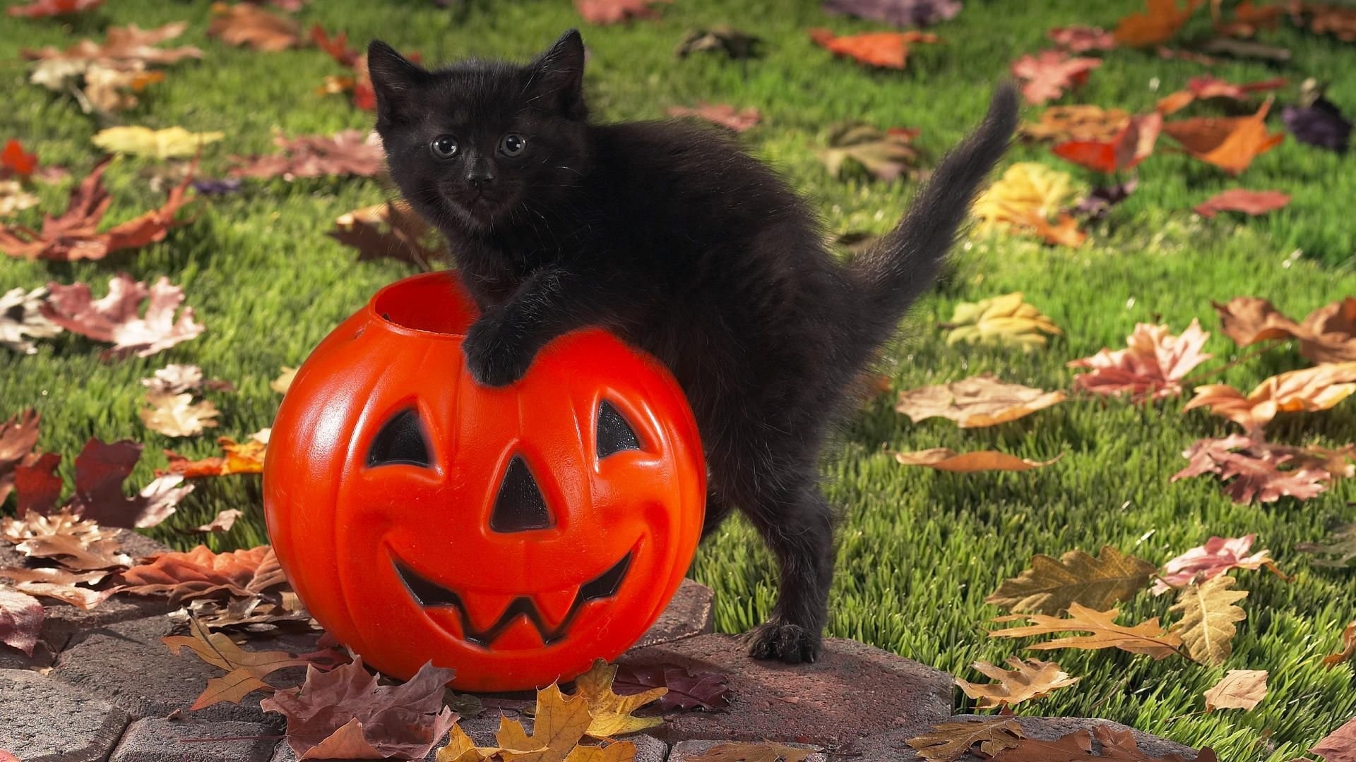 halloween pets wallpaper (60+ images) on halloween kitty pumpkin wallpapers