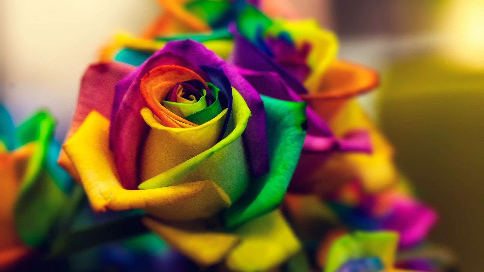 rainbow roses wallpaper (48+ images) on rainbow roses wallpapers