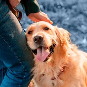 Happy golden retriever enjoying affection outdoors.