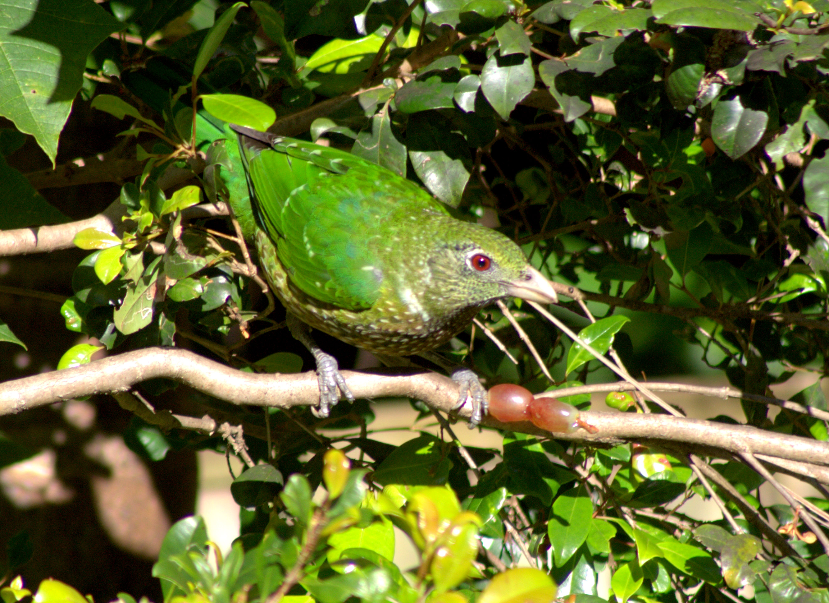 Mmmmm grapes for breakfast .....
