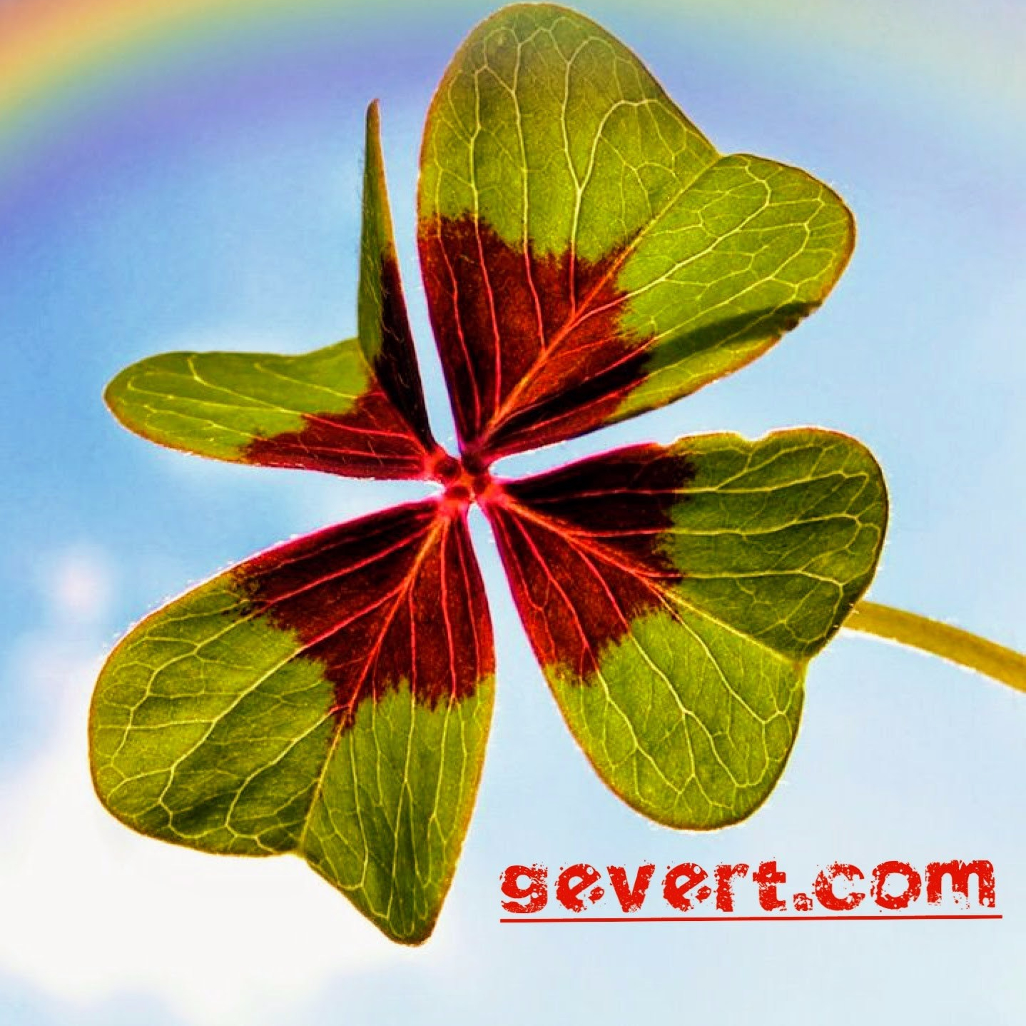 cropped-logo_gevert-com2