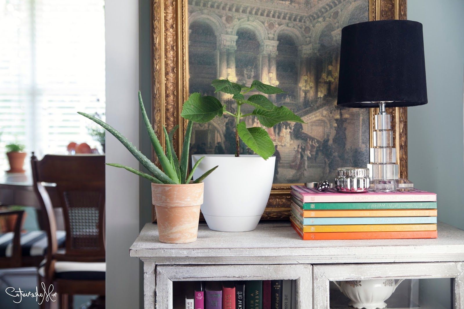 Improve your interior design with natural green touch of aloe vera