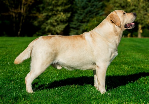 Sandra bullock, lily collins, kathy bates, quinton aaron, tim mcgraw, kim dickens, regizor: Ghoststone Labradors | We produce Labrador Retrievers that