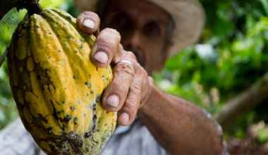 How -to -Become- a- Farmer- in -Ghana