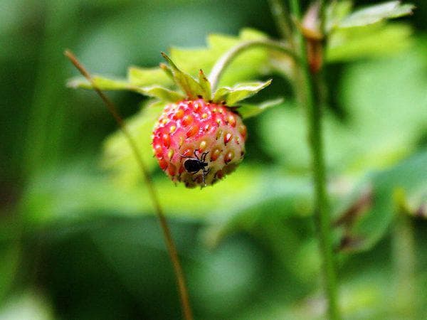 Иллюстрация к материалу «Препараты для клубники от вредителей и болезней. Уход за земляникой во время плодоношения»