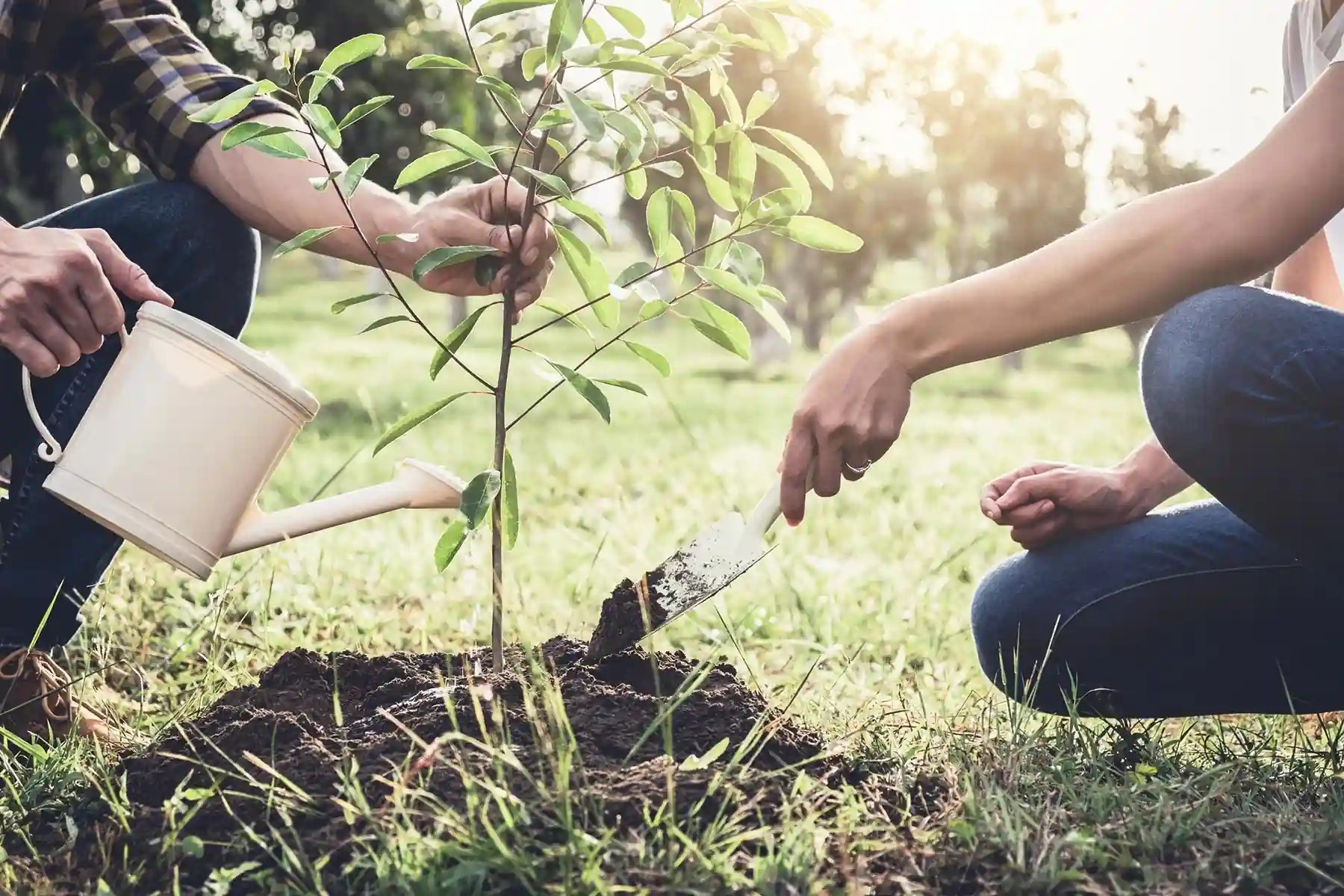 Creative Insights Into Tree Planting Techniques