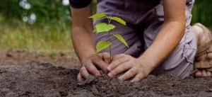 tree planting techniques