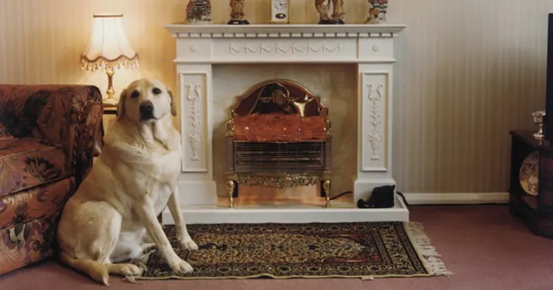 ethical practices in pet preservation