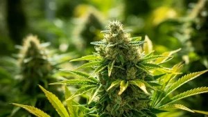 thcp vs cbd