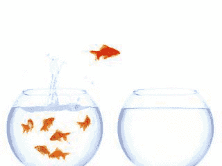 In order to use an animated gif for your live wallpaper,. 331 Fish Gifs Gif Abyss