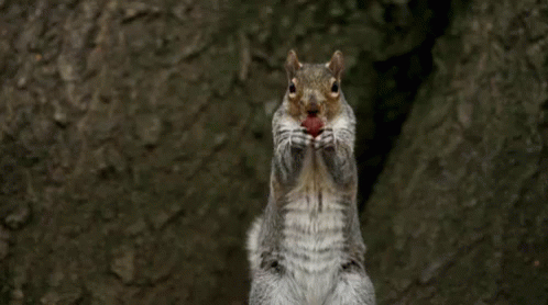 Inspirational picture quotes and motivational sayings with images to kickstart your day! 329 Squirrel Gifs - Gif Abyss