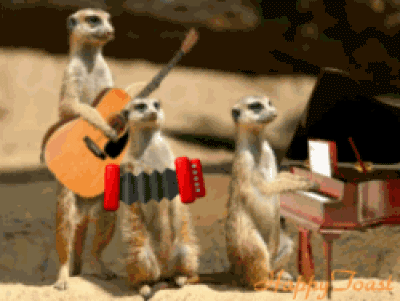 Meerkat Gif Id 39688 Gif Abyss
