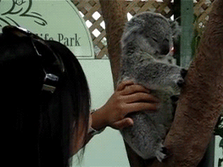 Find funny gifs, cute gifs, reaction gifs and more. Happy Koala Gif Gif Abyss