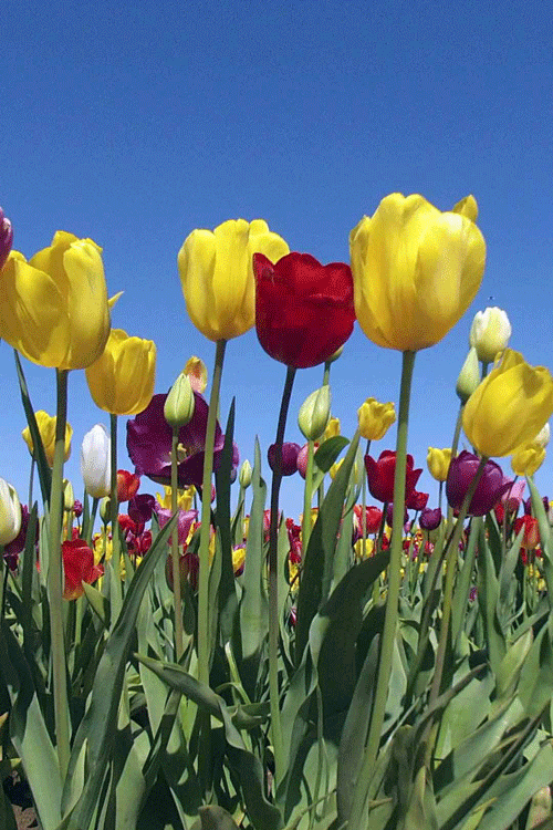 Use them in commercial designs under lifetime, . Flower Gif Id 85280 Gif Abyss