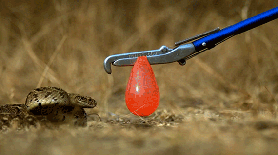 31 Reptiles Gifs Gif Abyss