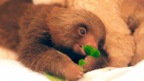 Sloth Eating Lettuce | Gifrific
