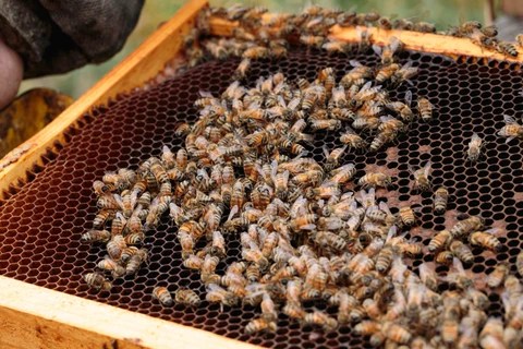 Awckland’s Sugar Shack & Apiary history