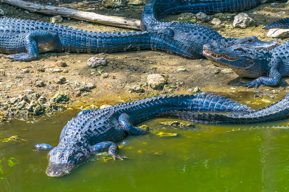 Read more about the article Places I visit: Everglades