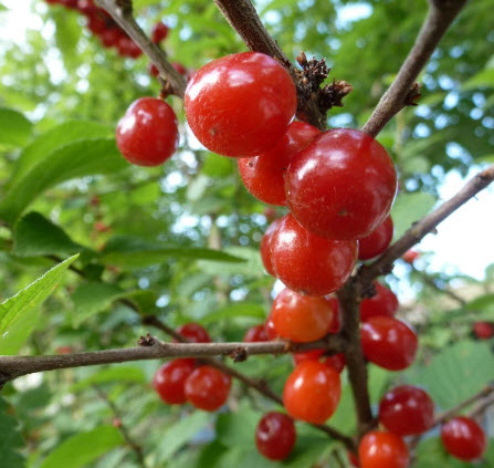 Do You Know Your Minnesota Trees Twin Cities Outdoors