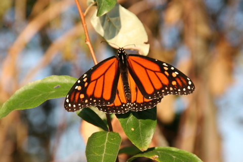 Gilgo Beach Surf Links