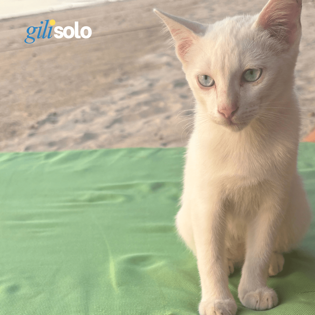 cat.webp